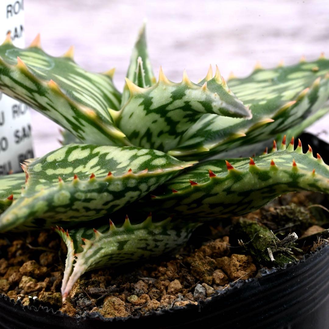 アロエ 実生 ネオペキヘミ ペッキー×ヘミンギー 多肉植物 極上苗