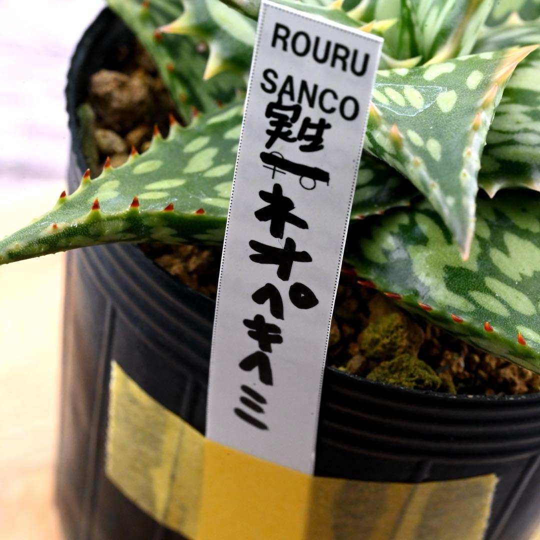 アロエ 実生 ネオペキヘミ ペッキー×ヘミンギー 多肉植物 極上苗