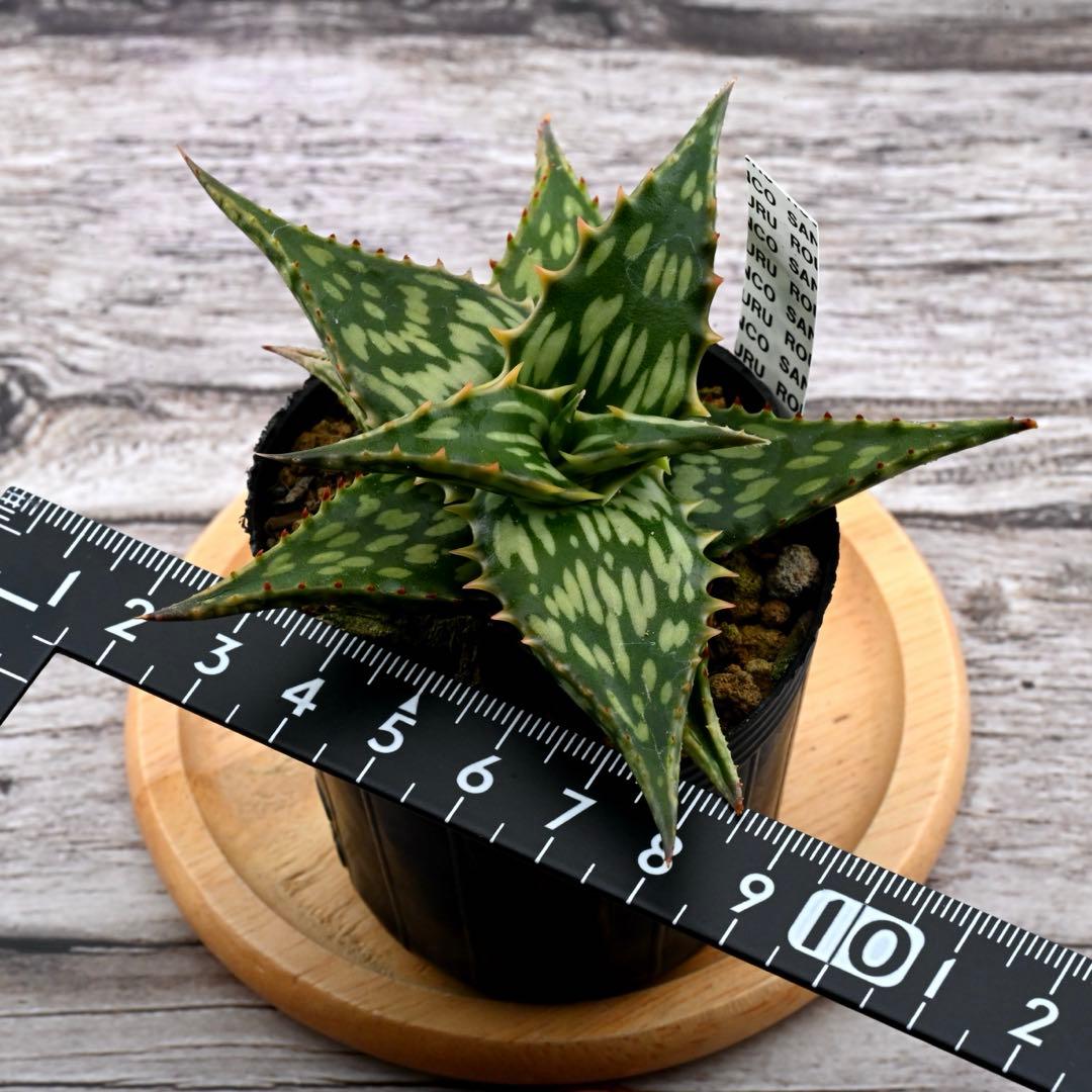 アロエ 実生 ネオペキヘミ ペッキー×ヘミンギー 多肉植物 極上苗