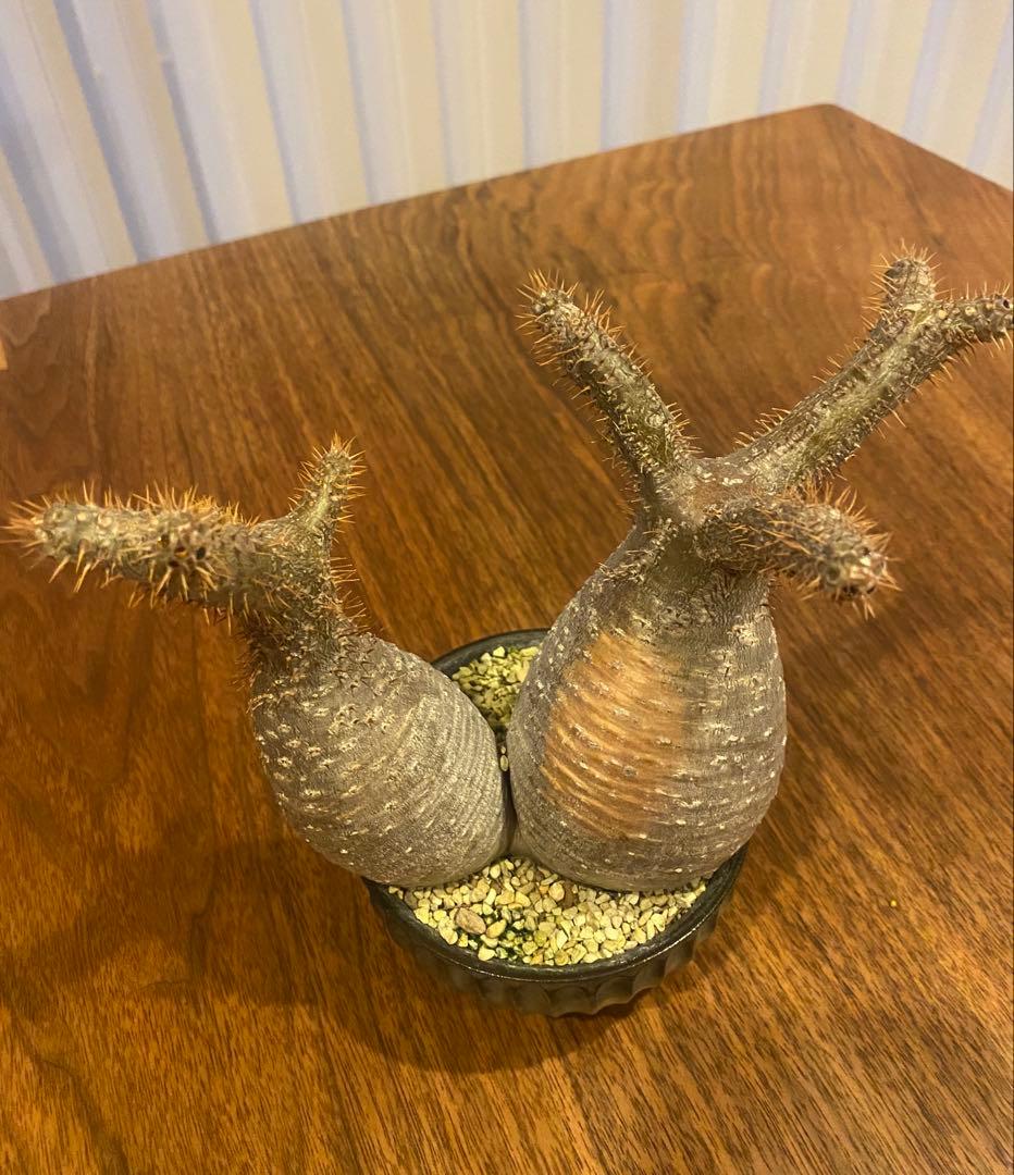 パキポディウムグラキリス　ダブルヘッド　希少株