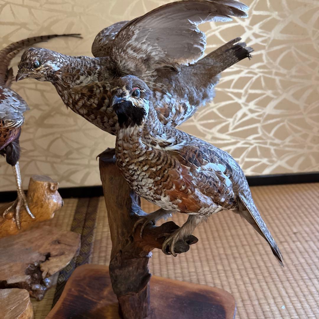 雉　剥製　4羽セット