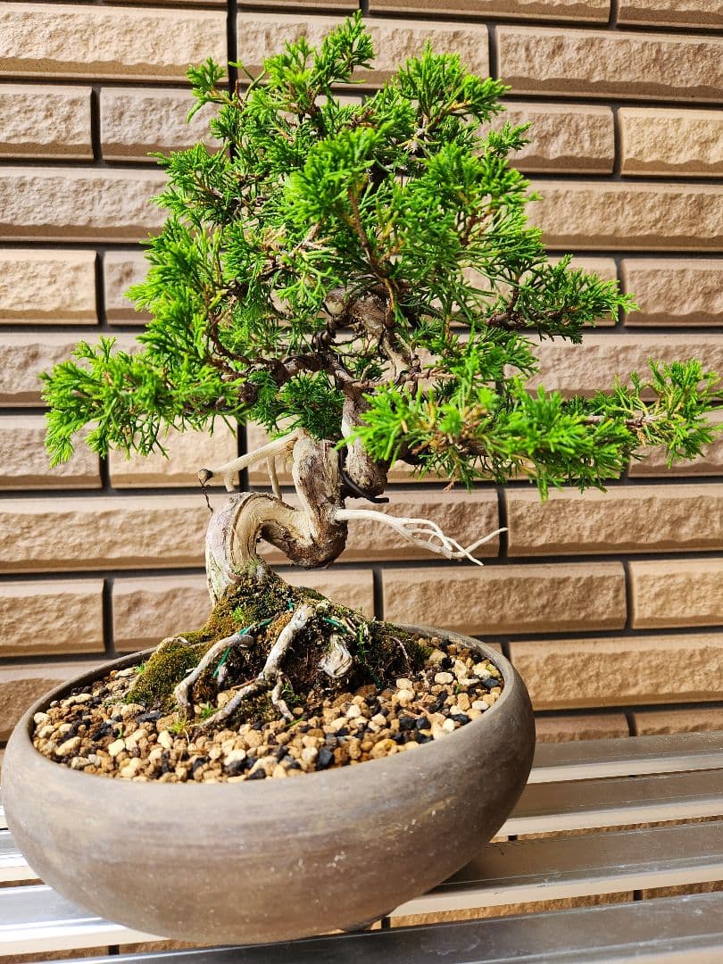 盆栽　真柏　盆栽鉢　植物