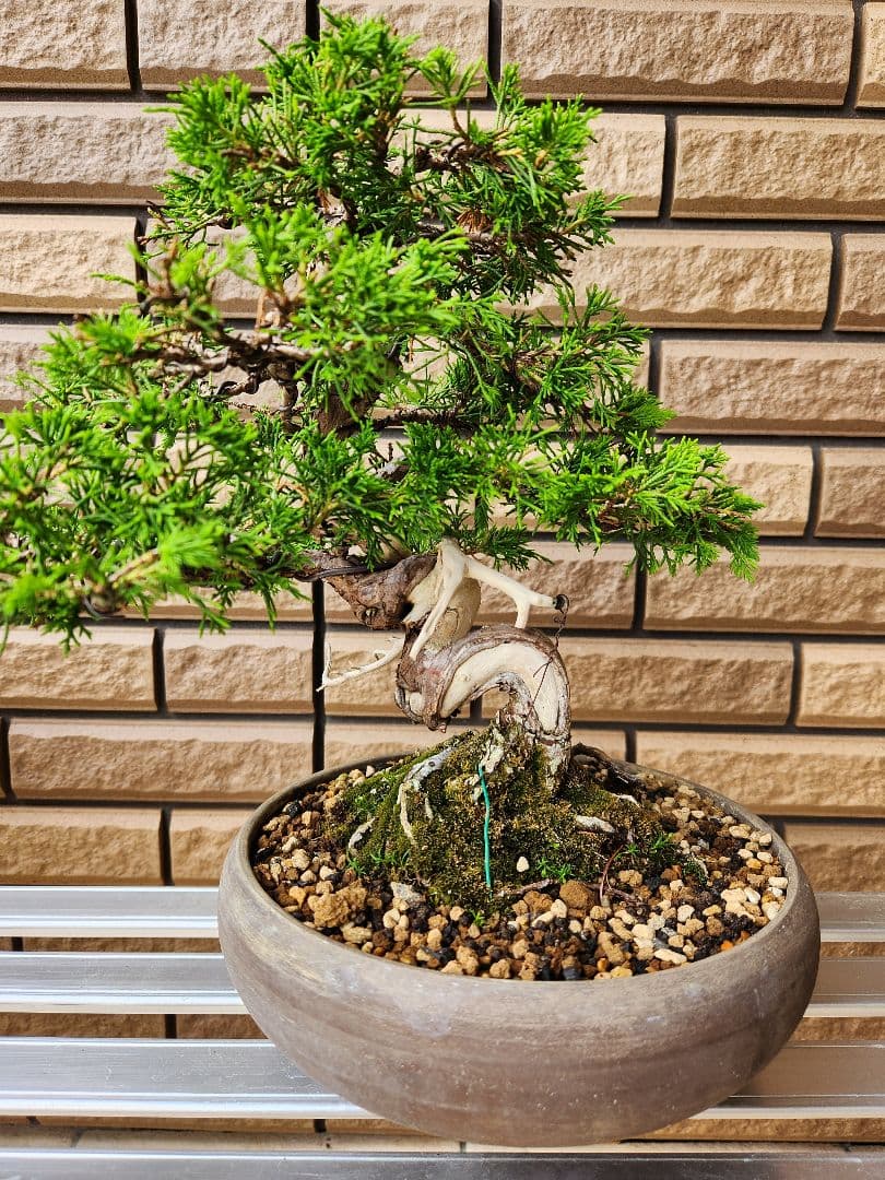 盆栽　真柏　盆栽鉢　植物