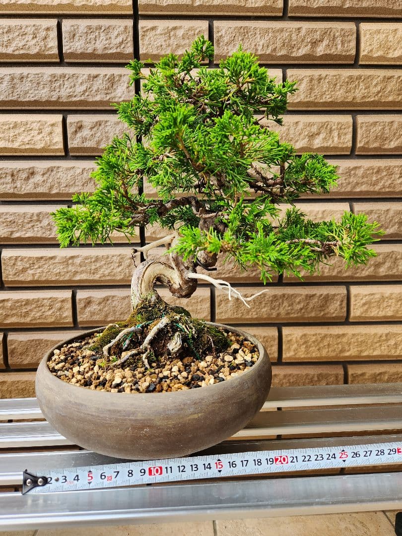 盆栽　真柏　盆栽鉢　植物