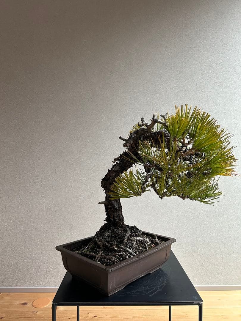 黒松　盆栽　激古　中品　足元15㎝