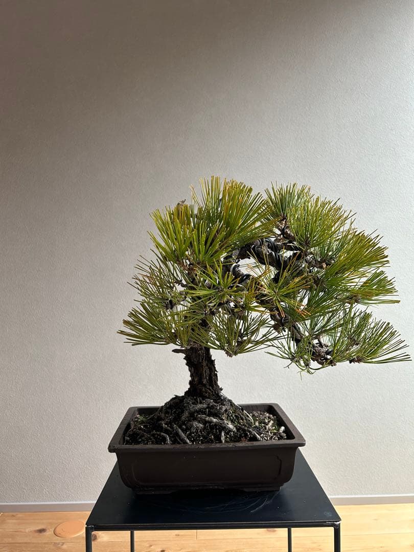 黒松　盆栽　激古　中品　足元15㎝