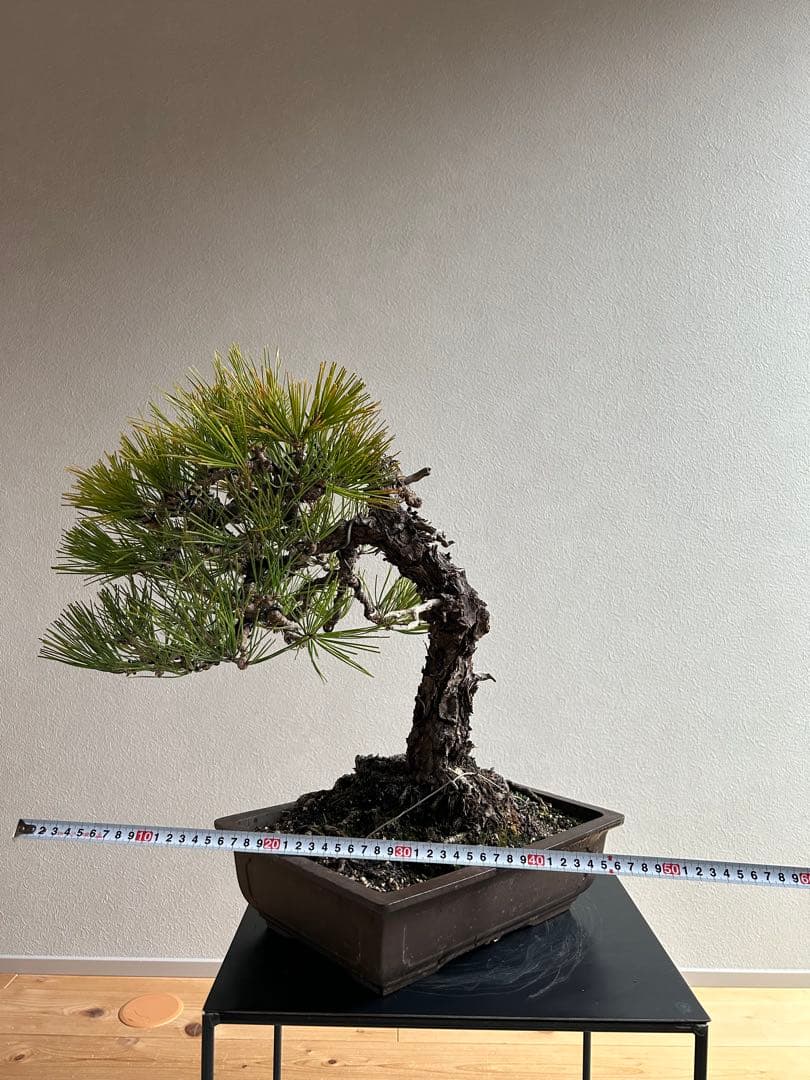 黒松　盆栽　激古　中品　足元15㎝