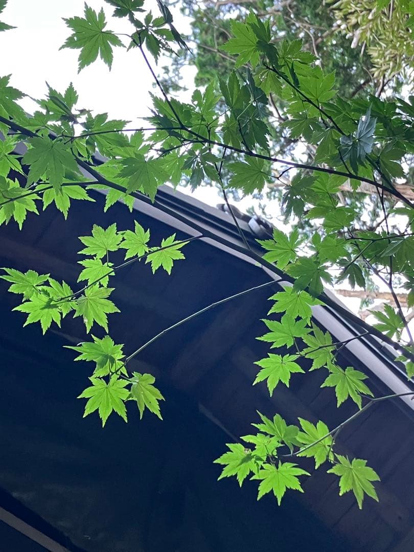 60 山採り　ヒナウチワカエデ