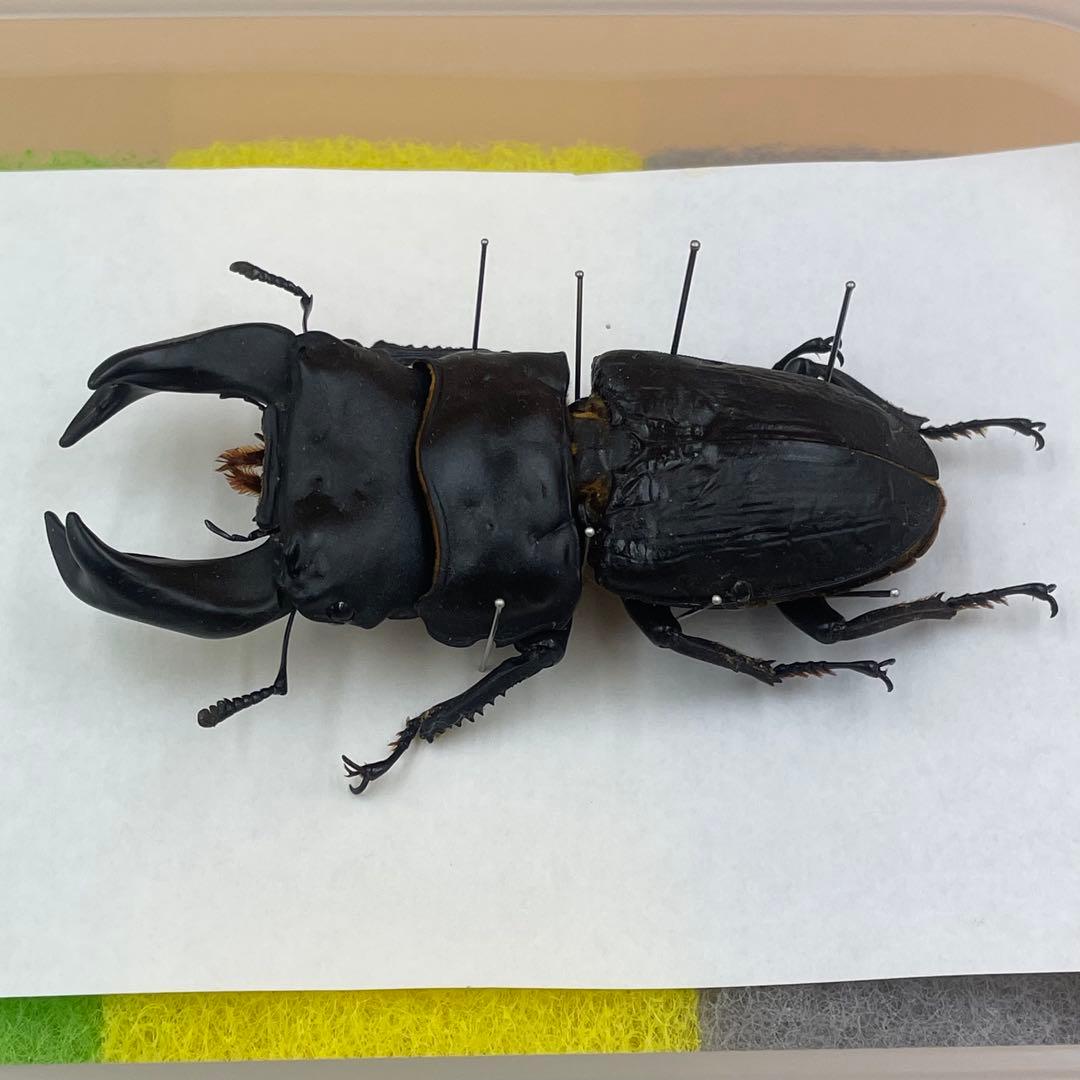 ✴︎ オオクワガタ　ポペイ　最強個体 顎幅7.7㎜　✴︎