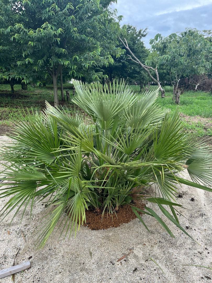 巨大チャメロップス　引き取り限定