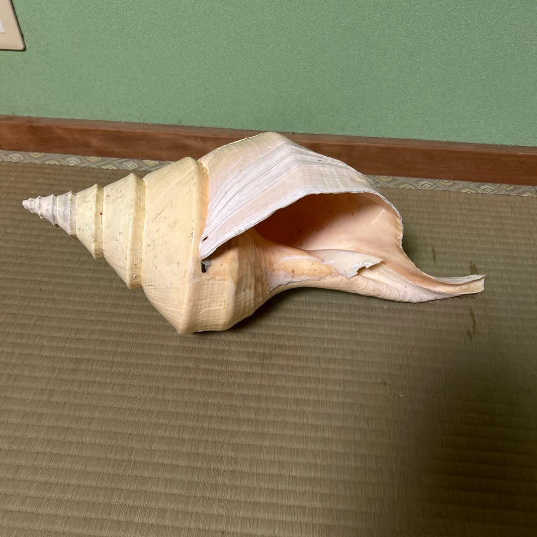 レア貝　最大　法螺貝　アラフラオオニシ貝　貝殻長約５４センチ殻径約７１センチ