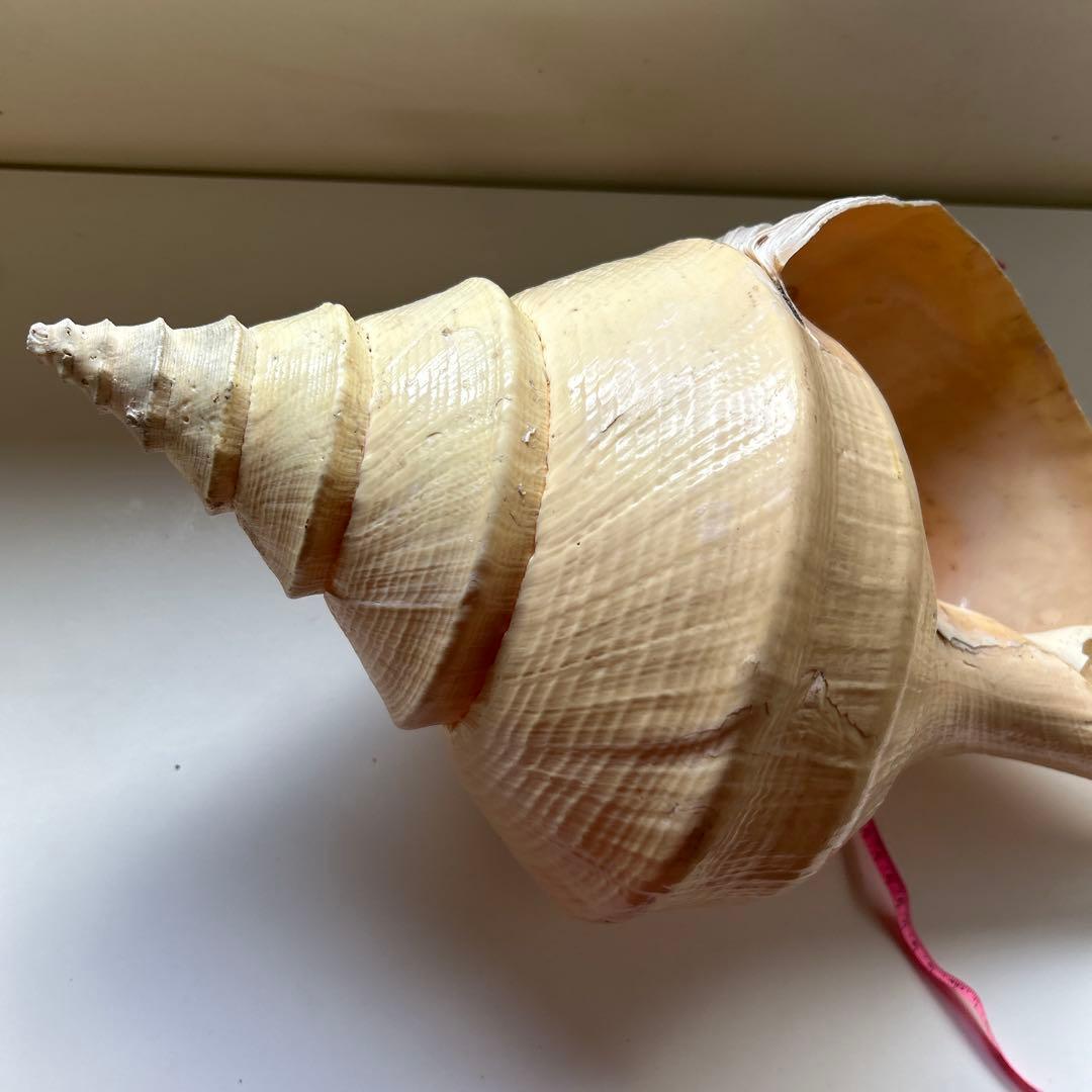 レア貝　最大　法螺貝　アラフラオオニシ貝　貝殻長約５４センチ殻径約７１センチ