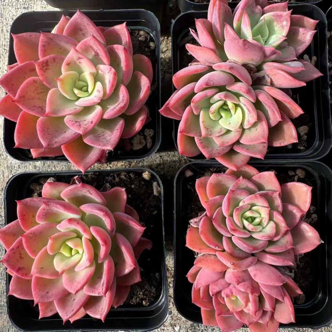 Top【選抜株】多肉植物　22330レモン　ローズ錦綴化 12個　鉢無し/脱土