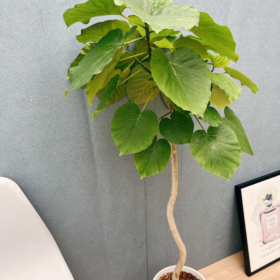 ［現品］4番　フィカス　ウンベラータ　8号　観葉植物　室内　大型　ゴムの木　人気