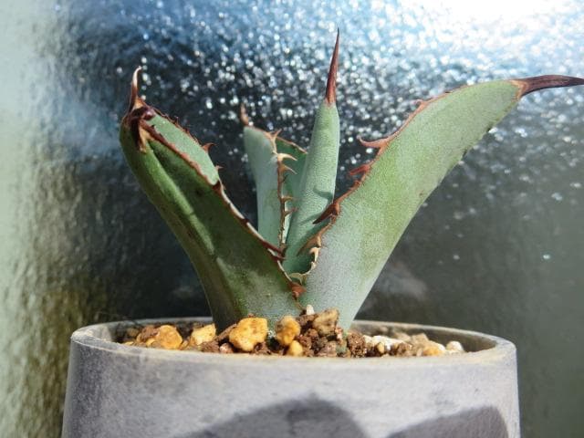 アガベ チタノタ 才ア八力実生A8/超強鋸歯/発根済み /プツプツ 強棘OC株