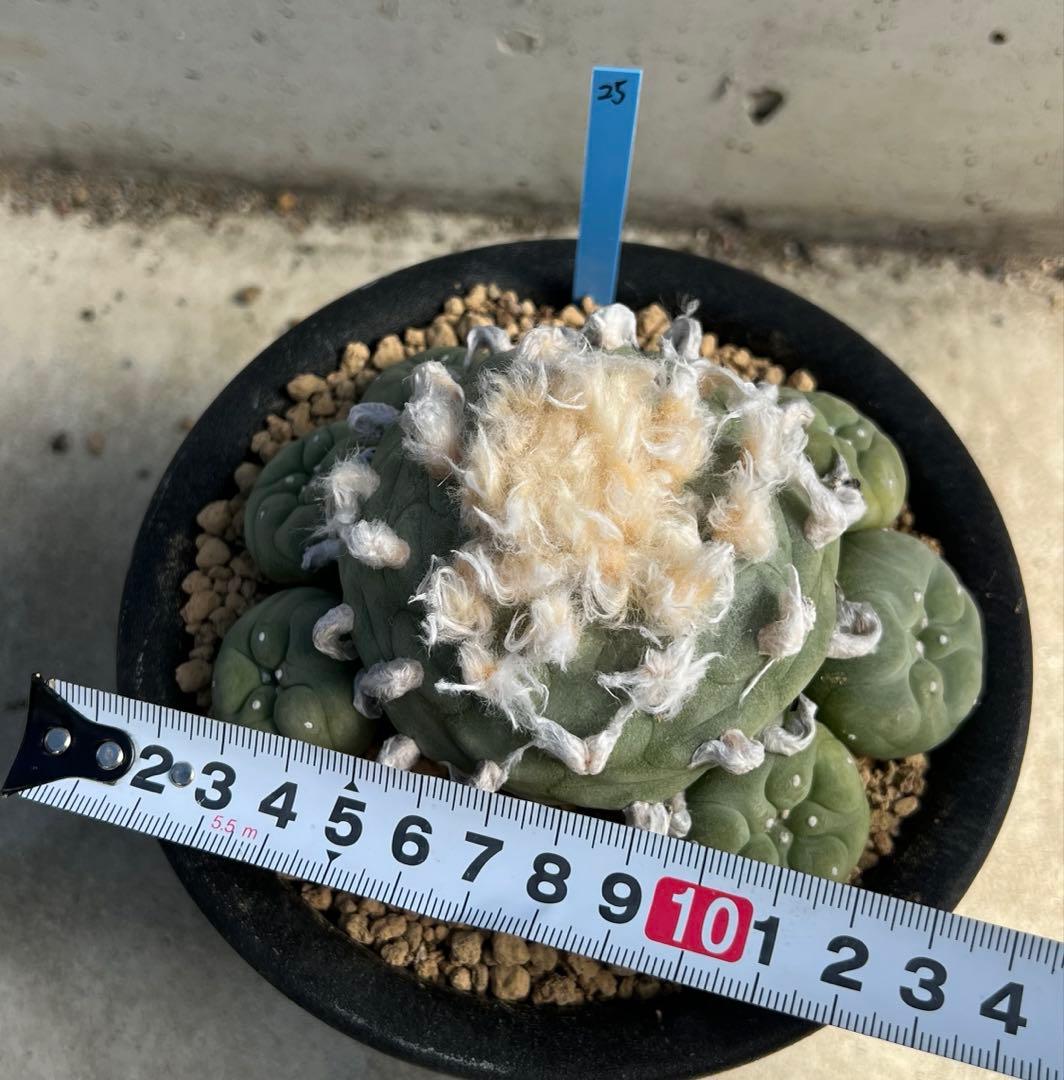 ロフォフォラ　翠冠玉