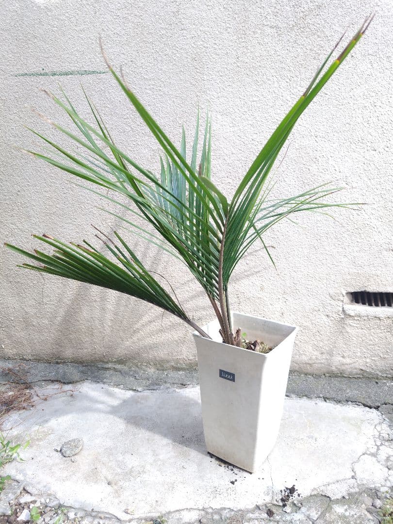 シアッツ　Rhopalostylis sapida　ニカウヤシ