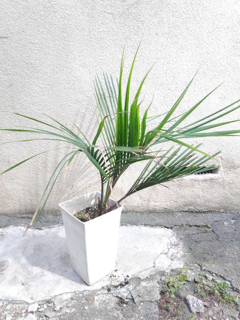 シアッツ　Rhopalostylis sapida　ニカウヤシ