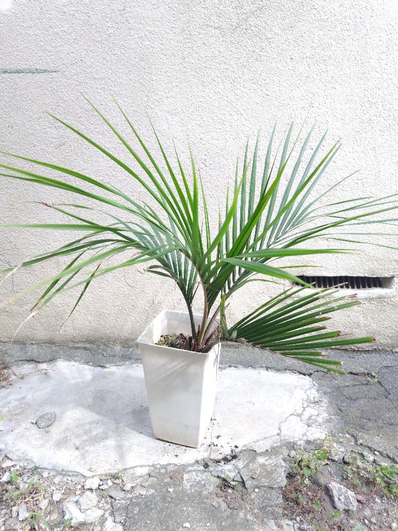 シアッツ　Rhopalostylis sapida　ニカウヤシ