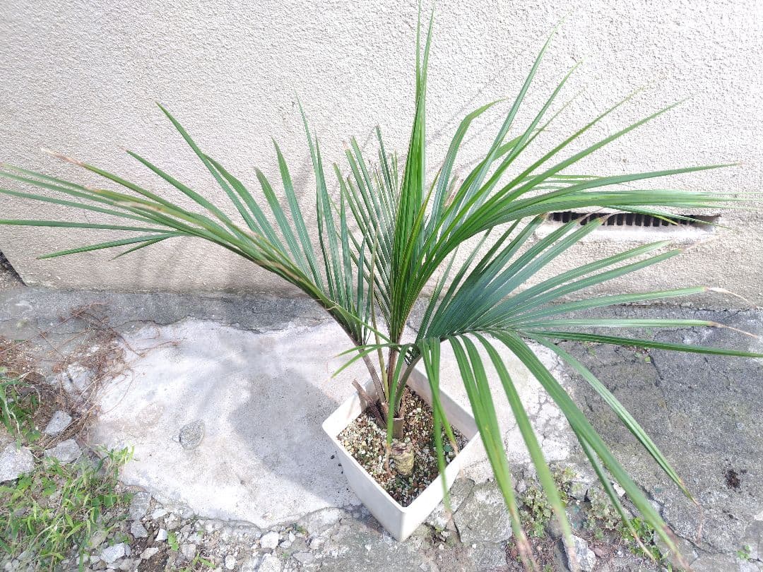 シアッツ　Rhopalostylis sapida　ニカウヤシ