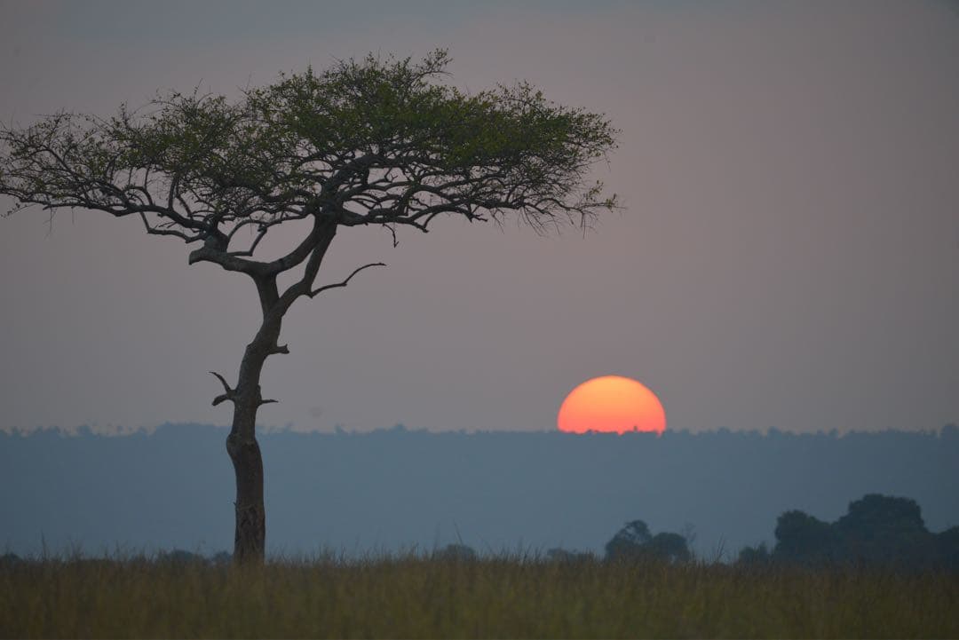 SIGMA 150-600 Contemporary NIKON Fマウント用