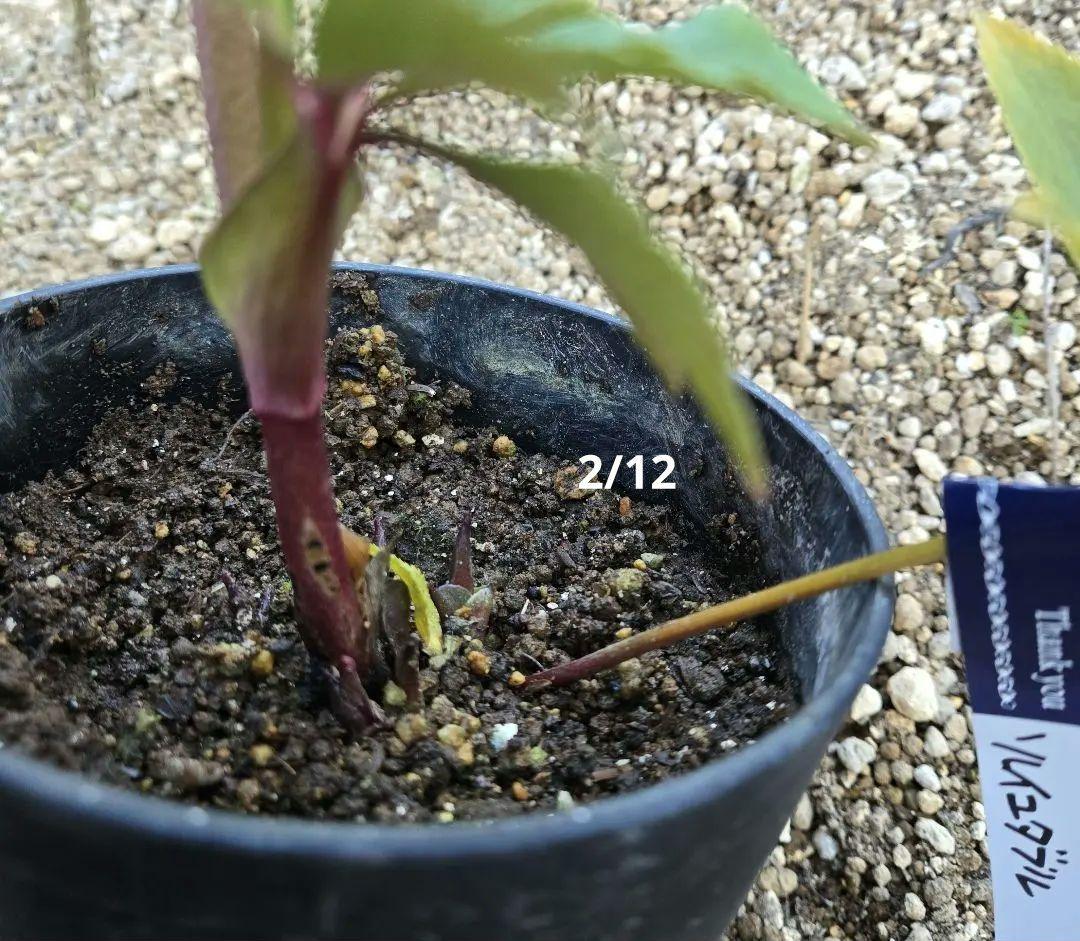 a*a様 未株分　認定ソレイユd d 　広瀬園芸　クリスマスローズ