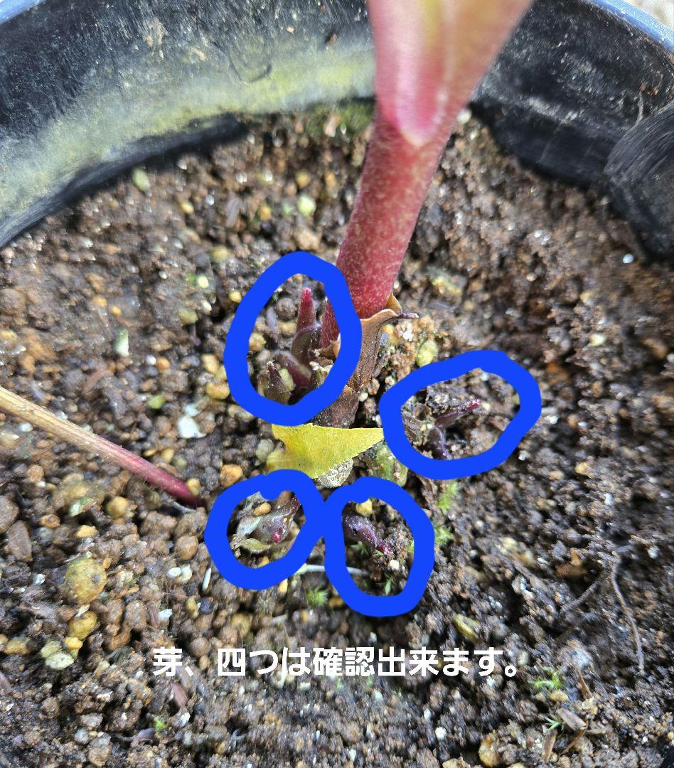 a*a様 未株分　認定ソレイユd d 　広瀬園芸　クリスマスローズ