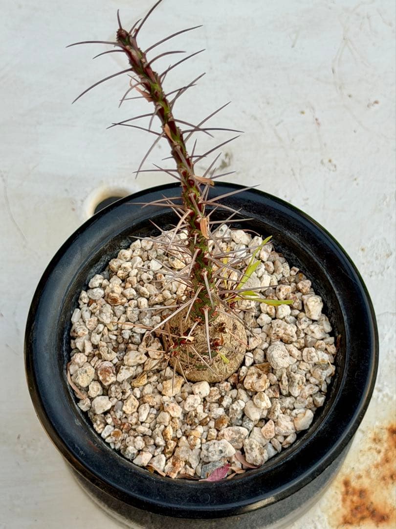 フォークエイリア　プルプシー　実生　カクタスグリーン購入