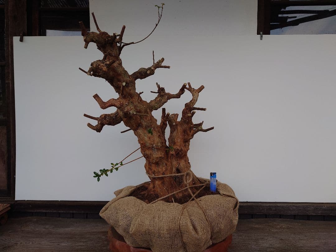 ミ*ナ様 盆栽　皐月(栄冠)　幹回り60cm　樹高64cm