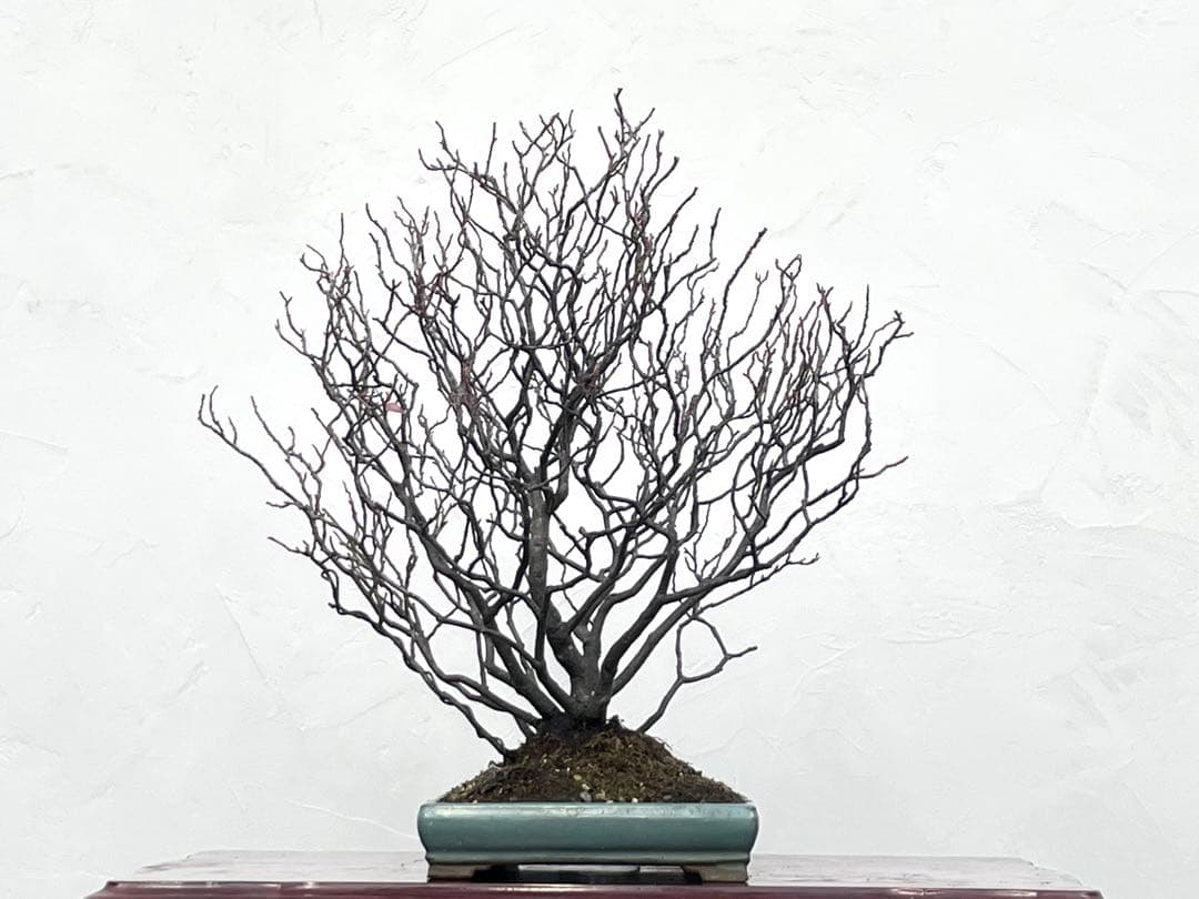 三河盆栽　ヒメズイナ　盆栽