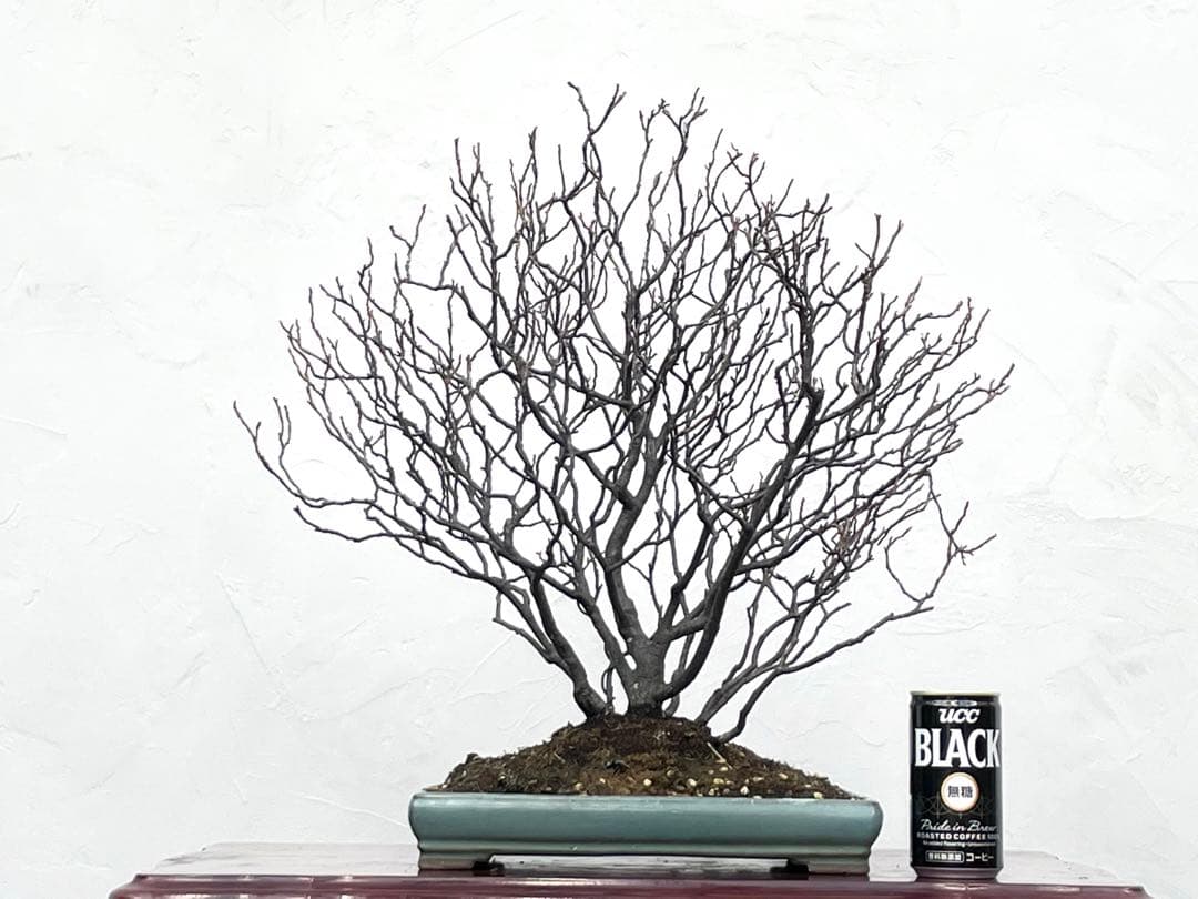 三河盆栽　ヒメズイナ　盆栽