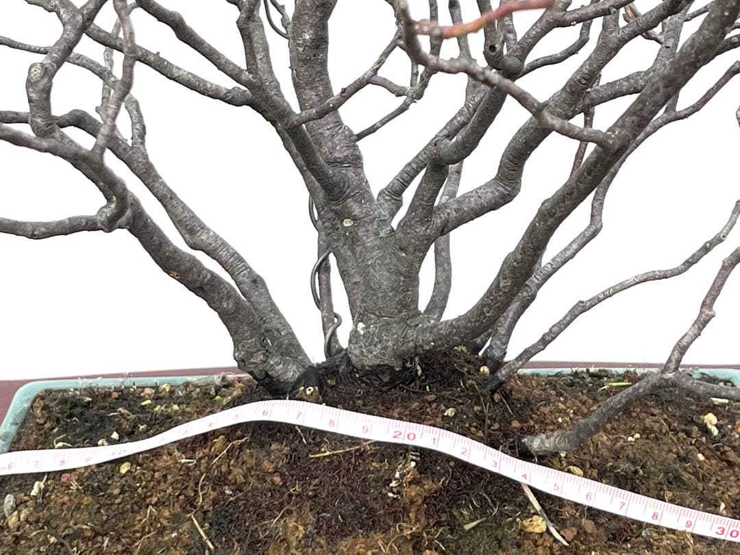 三河盆栽　ヒメズイナ　盆栽