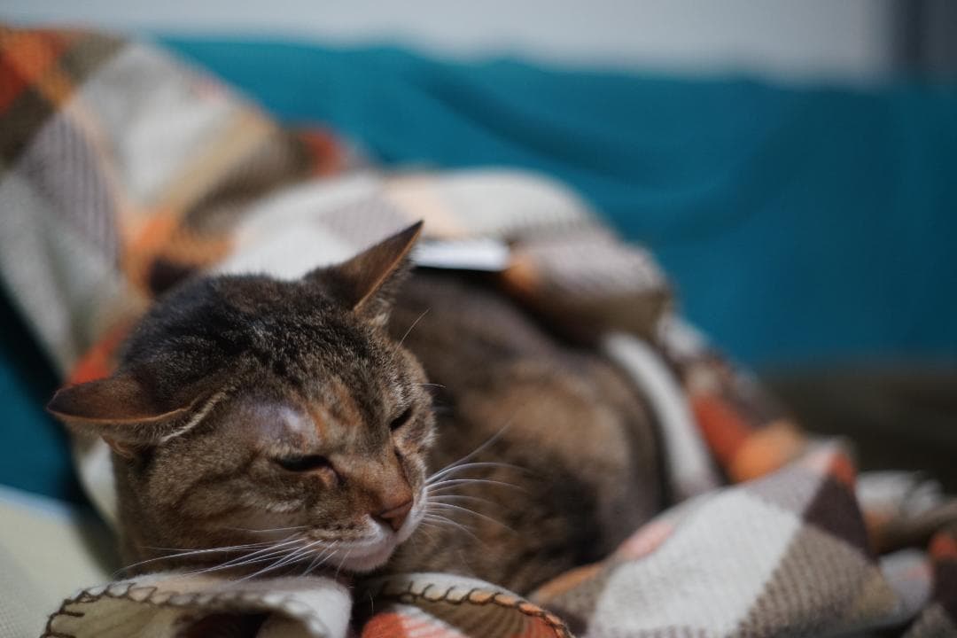 【完全整備品　初期　フレアー】Super Takumar 55mm f1.8 *