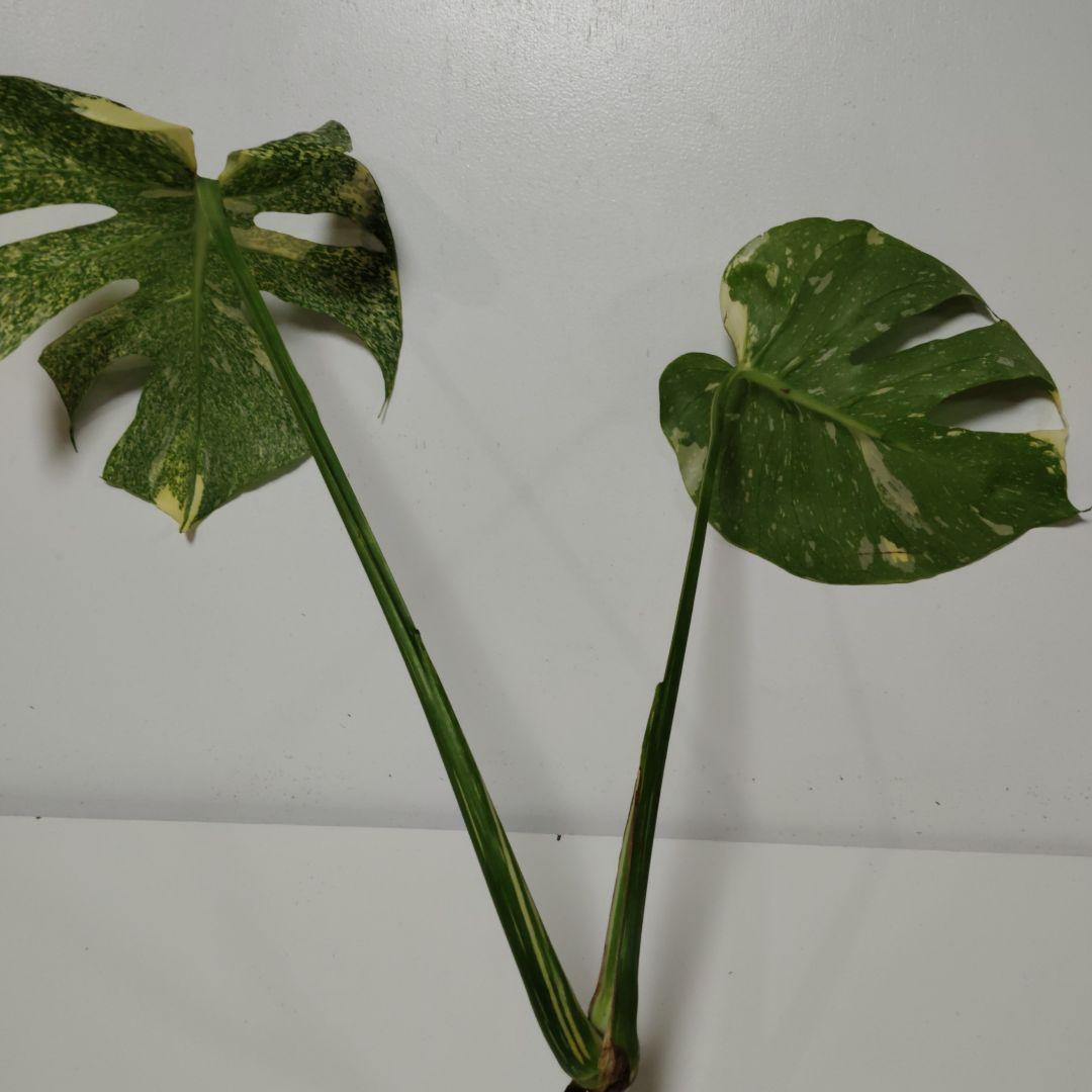 希少 モンステラ タイコン ステレーション スターライト トップ カット 発根済