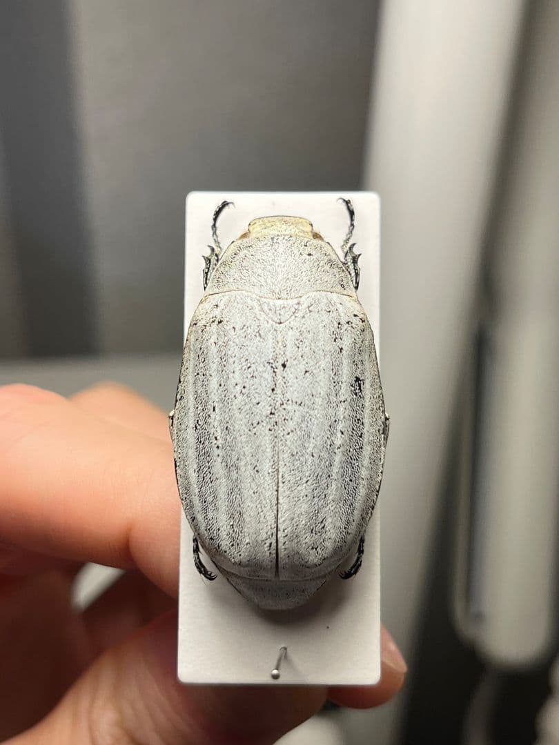 【38mm】マッシロコガネ Cyphochi昆虫標本 プラチナコガネ