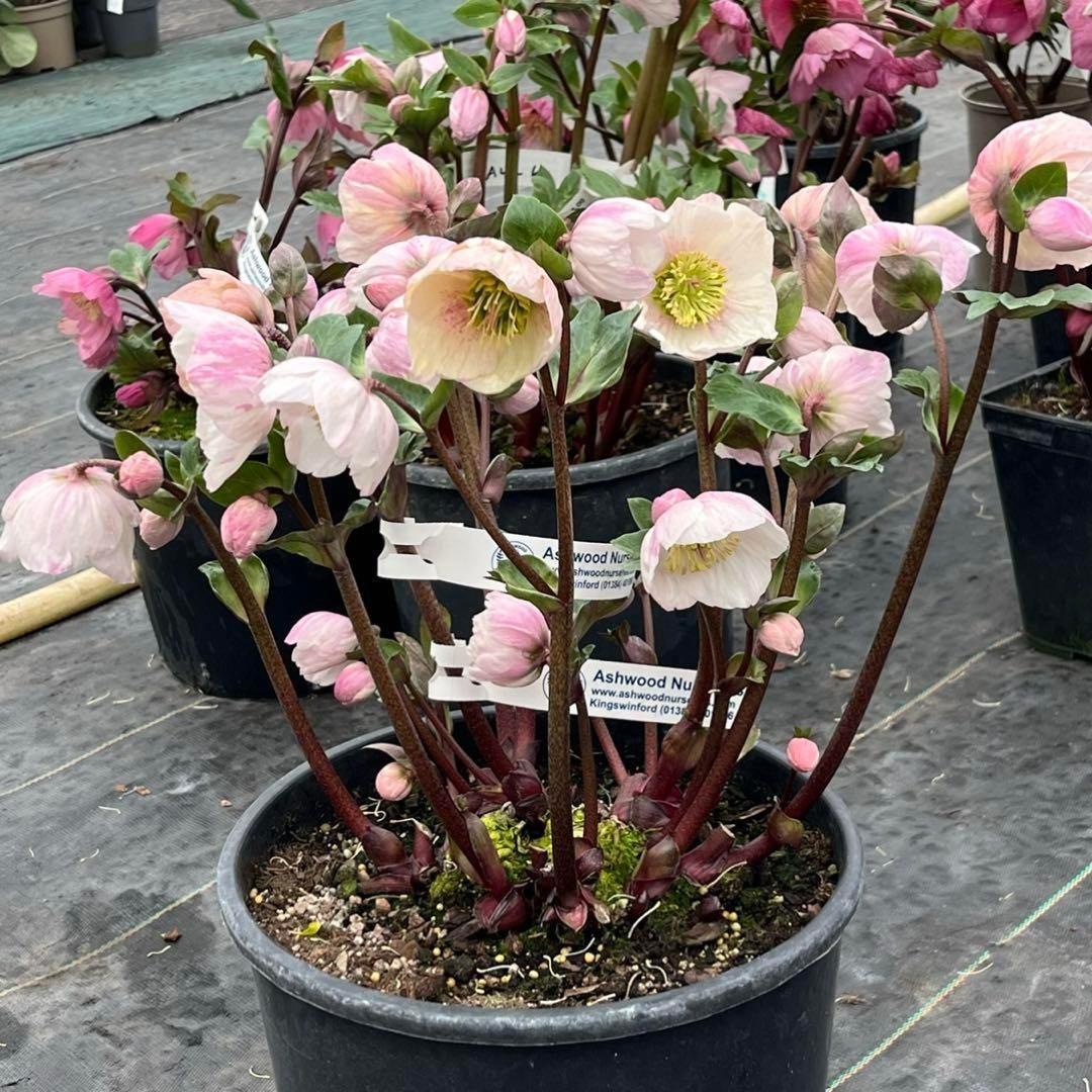 ✱*✱様 ❤️開花株❤️897Ash【ATLAS】超巨大充実❤️超大株❤️根パン