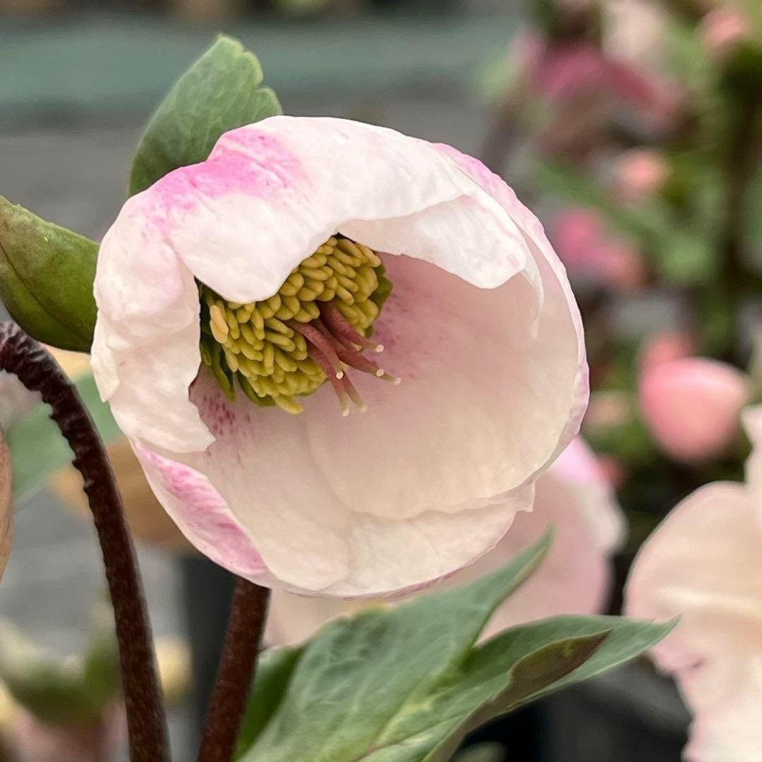 ✱*✱様 ❤️開花株❤️897Ash【ATLAS】超巨大充実❤️超大株❤️根パン