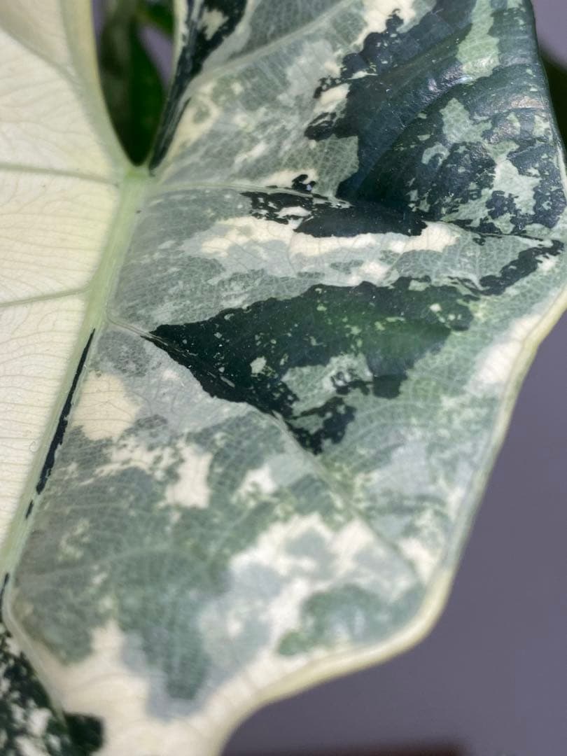 テ*ー様 【超希少‼️美株✨】アロカシア　シンポ　アルボ　斑入り　白斑　レア　人