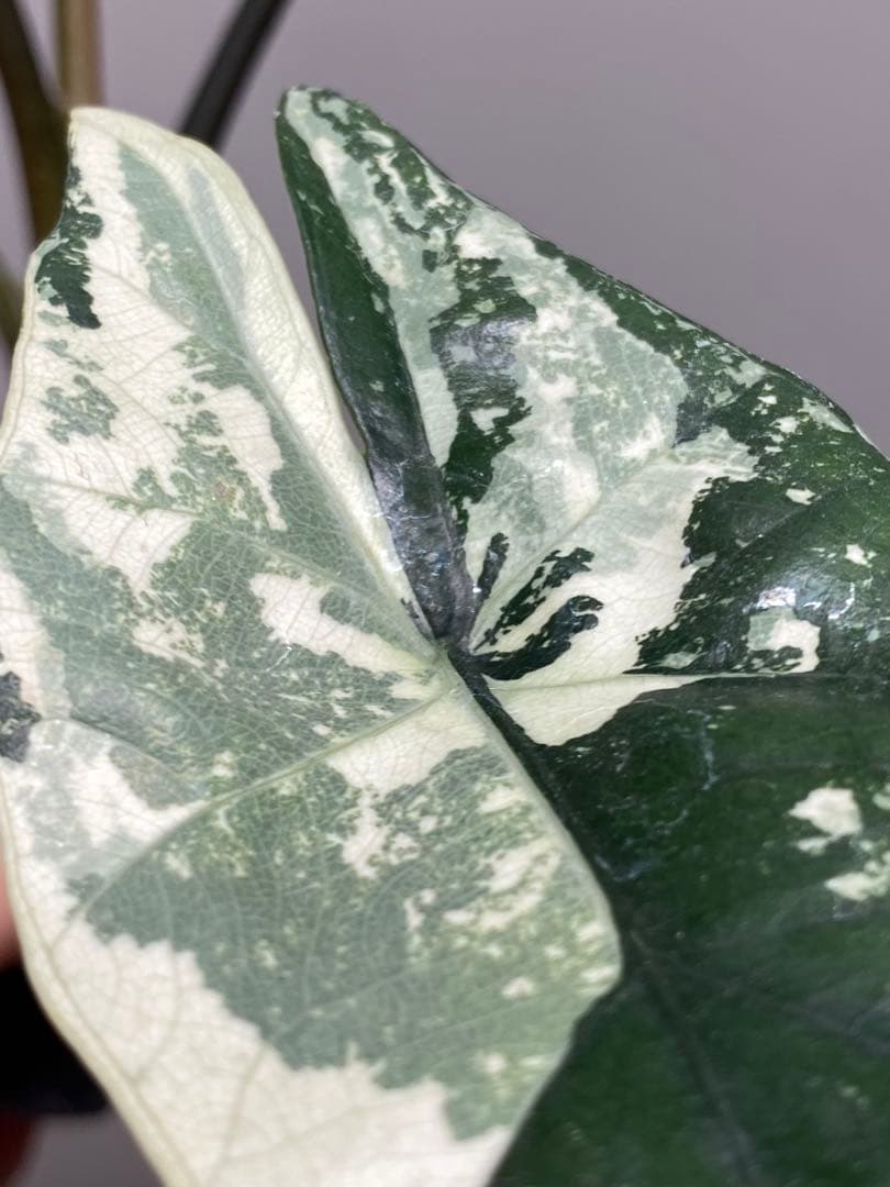 テ*ー様 【超希少‼️美株✨】アロカシア　シンポ　アルボ　斑入り　白斑　レア　人