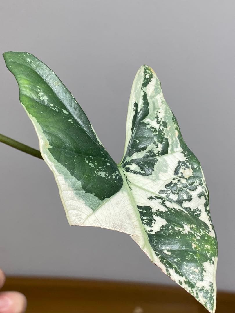 テ*ー様 【超希少‼️美株✨】アロカシア　シンポ　アルボ　斑入り　白斑　レア　人