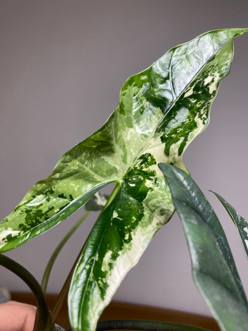 テ*ー様 【超希少‼️美株✨】アロカシア　シンポ　アルボ　斑入り　白斑　レア　人