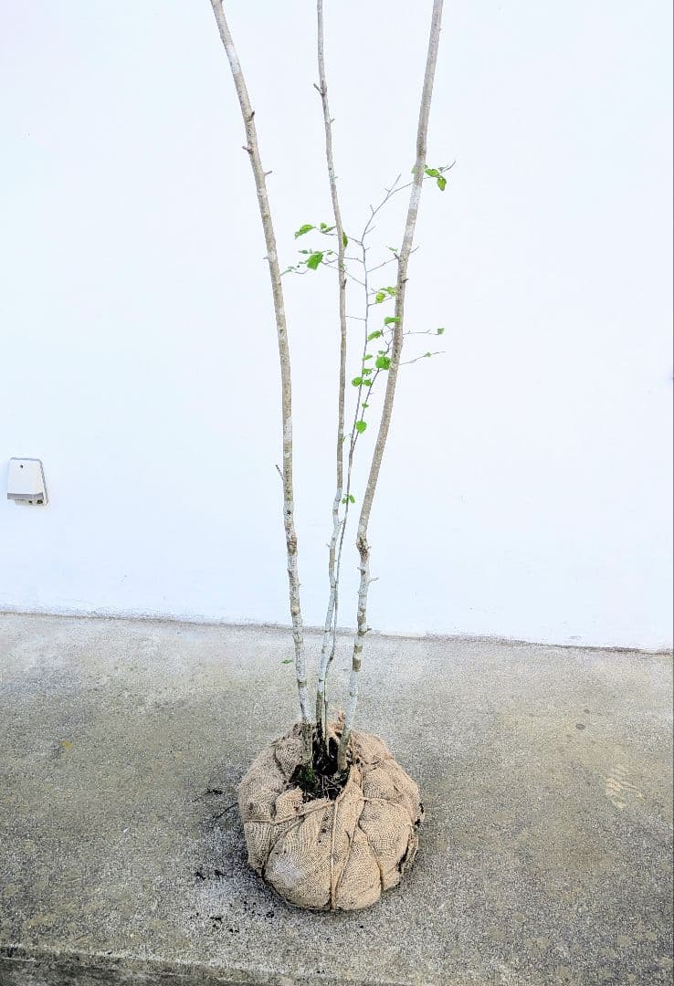 超逸品！山採りアオハダ。