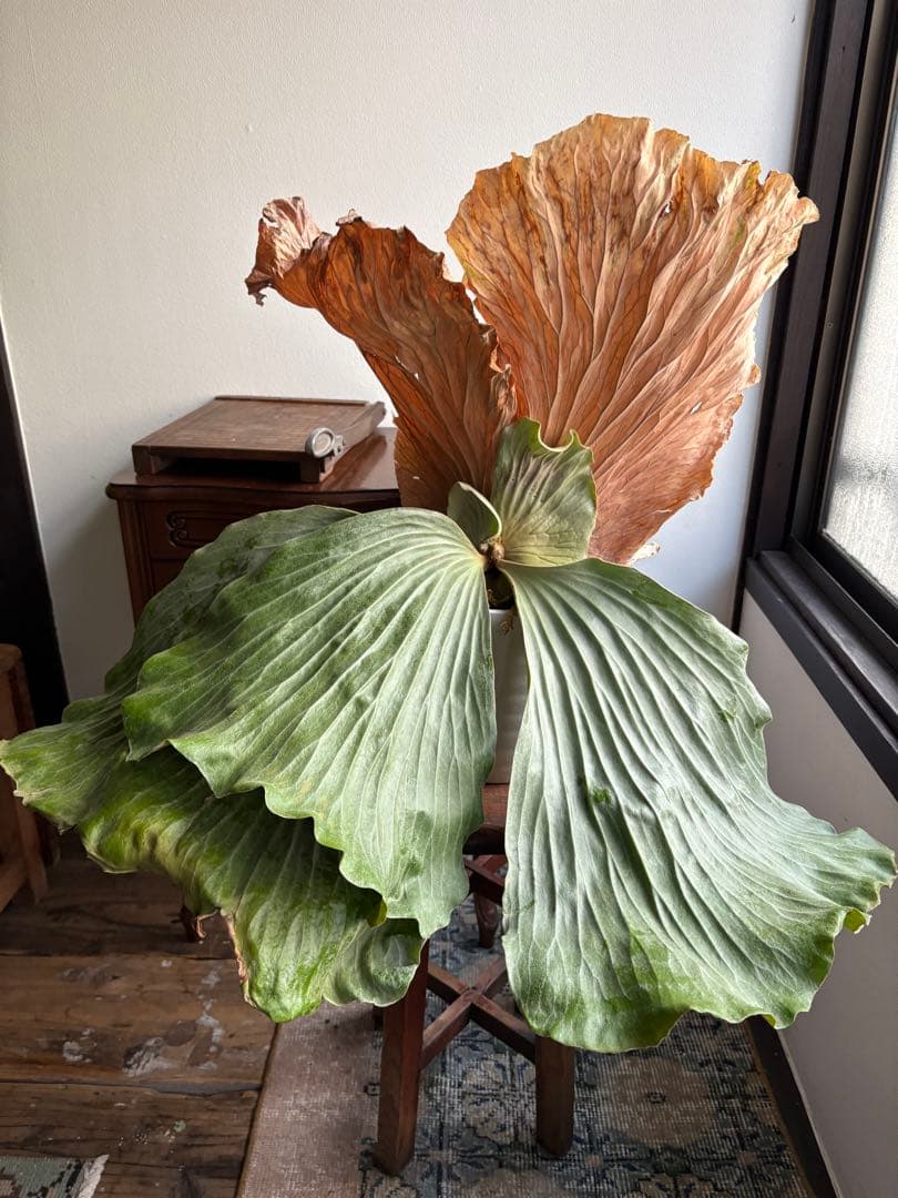 プラティセリウム エレファンティス ビカクシダ 6号鉢