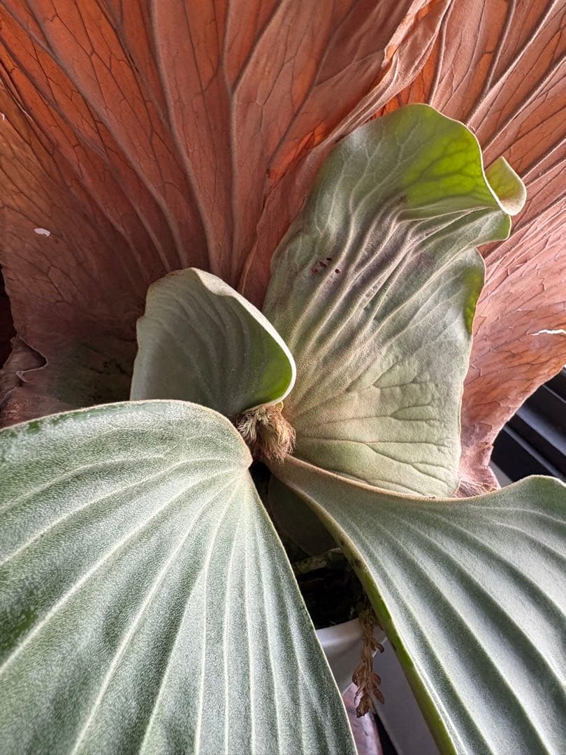 プラティセリウム エレファンティス ビカクシダ 6号鉢