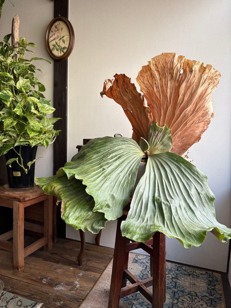 プラティセリウム エレファンティス ビカクシダ 6号鉢