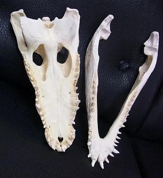 貴重！★迫力サイス！45ｃｍ ナイルワニ （Nile crocodile） 頭骨