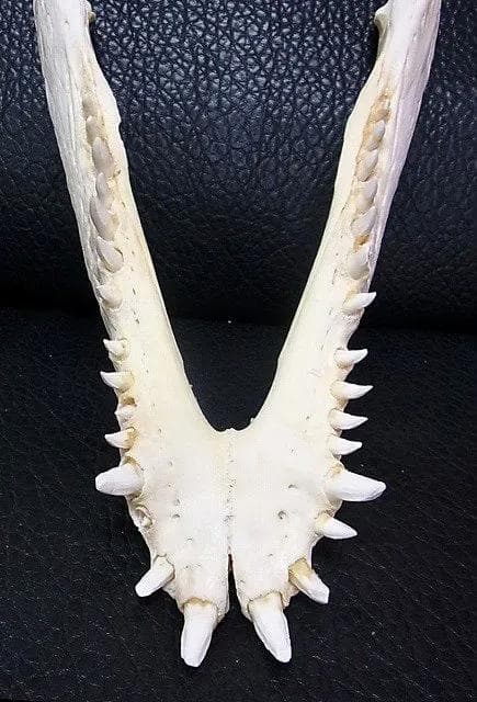 貴重！★迫力サイス！45ｃｍ ナイルワニ （Nile crocodile） 頭骨