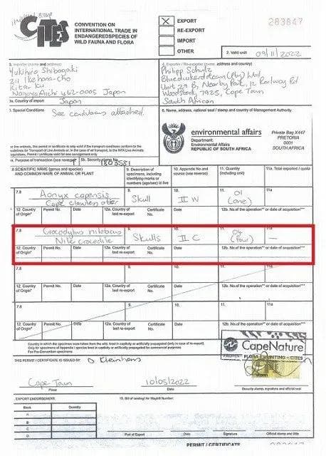 貴重！★迫力サイス！45ｃｍ ナイルワニ （Nile crocodile） 頭骨