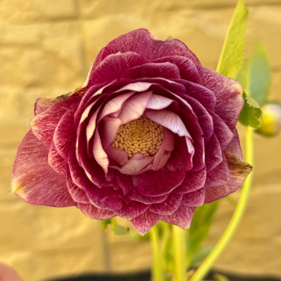 広瀬園芸　ピンクボカシオーレアバイカラー　クリスマスローズ　開花株　匿名発送