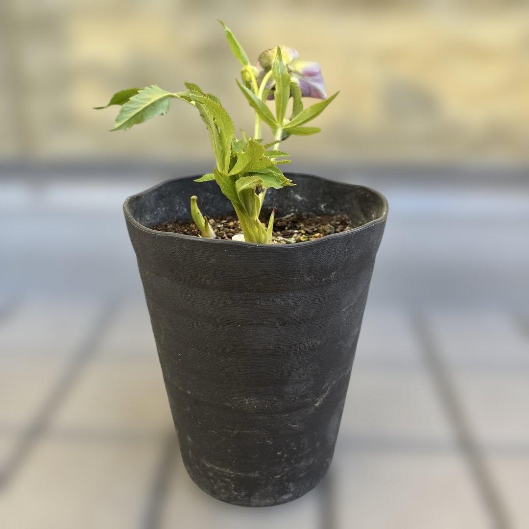 広瀬園芸　ピンクボカシオーレアバイカラー　クリスマスローズ　開花株　匿名発送